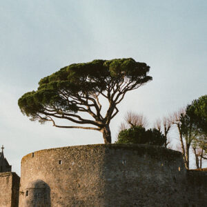 arbre sur un château médiéval, photo argentique couleur